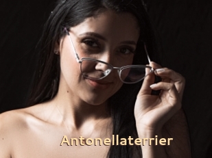 Antonellaterrier