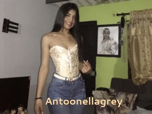 Antoonellagrey