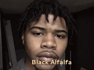 Black_Alfalfa