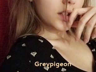 Greypigeon