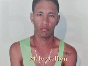 Male_stallion